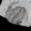 Partial Flexicalymene Trilobite Molt From Ohio #30458-1